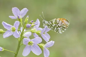 Orange Tip Butterfly Drucke: Anthocharis cardamines (Mannchen)