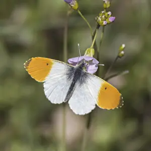 Orange Tip Butterfly Drucke: Anthocharis cardamines (Mannchen)