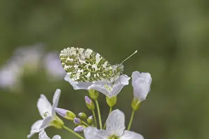 Orange Tip Butterfly Drucke: Anthocharis cardamines (Mannchen)