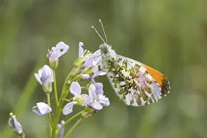 Orange Tip Butterfly Drucke: Anthocharis cardamines (Mannchen)