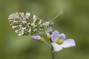 Drucke von Anthocharis cardamines (Männchen), Aurorafalter - Anthocharis cardamines, bekannt als Orangenspitze, Orangenspitzenfalter (Männchen von Deutschland) Anthocharis cardamines (Männchen) Orangenspitzen Drucke: Anthocharis cardamines (Männchen)