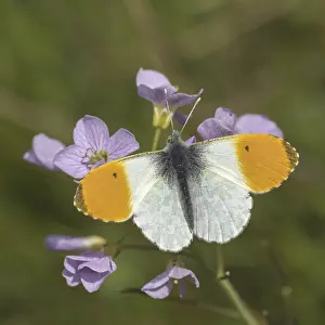 Orange Tip Butterfly Drucke: Anthocharis cardamines (Mannchen)