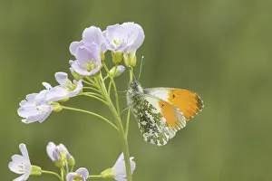 Orange Tip Butterfly Drucke: Anthocharis cardamines (Mannchen)