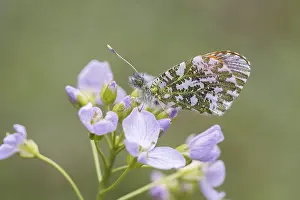 Orange Tip Butterfly Drucke: Anthocharis cardamines (Mannchen)