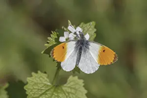 Orange Tip Butterfly Drucke: Anthocharis cardamines (Mannchen)