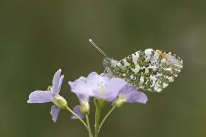 Drucke von Anthocharis cardamines (Männchen), Aurorafalter - Anthocharis cardamines, bekannt als Orange tip, Orange-tip- Schmetterling (Männchenschmetterling aus Deutschland) Anthocharis cardamines (Männchen) Orangenspitzen Drucke: Anthocharis cardamines (Männchen)