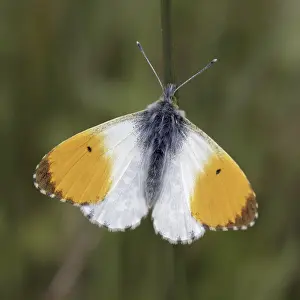 Orange Tip Butterfly Drucke: Anthocharis cardamines (Mannchen)