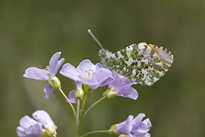 Orange Tip Butterfly Drucke: Anthocharis cardamines (Mannchen)