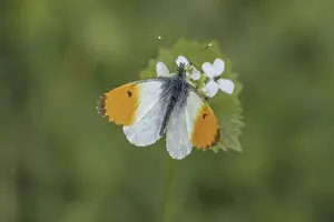 Orange Tip Butterfly Drucke: Anthocharis cardamines (Mannchen)