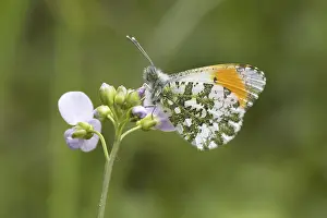 Drucke von Anthocharis cardamines (Mannchen), Aurorafalter - Anthocharis cardamines, bekannt als Orange tip, Orange-tip-Schmetterling (Männchen von Deutschland) Anthocharis cardamines (Weibchen) Orangenspitzen Drucke: Anthocharis cardamines (Männchen)
