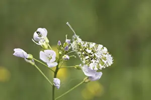 Orange Tip Butterfly Drucke: Anthocharis cardamines (Mannchen)