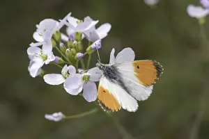 Orange Tip Butterfly Drucke: Anthocharis cardamines (Mannchen)