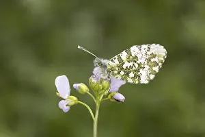 Orange Tip Butterfly Drucke: Anthocharis cardamines (Mannchen)