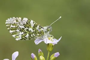 Orange Tip Butterfly Drucke: Anthocharis cardamines (Mannchen)