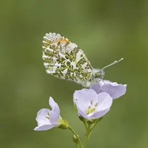 Drucke von Anthocharis cardamines (Männchen), Aurorafalter - Anthocharis cardamines, bekannt als Orange tip, Orange-tip- Schmetterling (Männchenschmetterling aus Deutschland) Anthocharis cardamines (Männchen) Orangenspitzen Drucke: Anthocharis cardamines (Männchen)