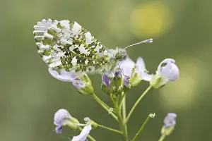 Orange Tip Butterfly Drucke: Anthocharis cardamines (Mannchen)