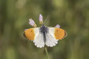 Drucke von Anthocharis cardamines (Mannchen), Aurorafalter - Anthocharis cardamines, bekannt als Orange tip, Orange-tip- Schmetterling (Männchen-Schmetterling aus Deutschland) Anthocharis cardamines (Weibchen) Orangenspitzen Drucke: Anthocharis cardamines (Männchen)