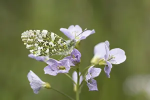 Orange Tip Butterfly Drucke: Anthocharis cardamines (Mannchen)