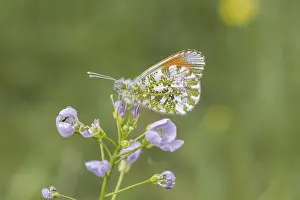 Orange Tip Butterfly Drucke: Anthocharis cardamines (Mannchen)