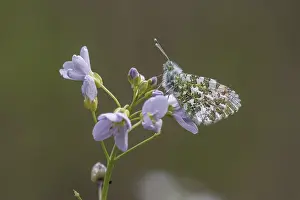 Orange Tip Butterfly Drucke: Anthocharis cardamines (Mannchen)