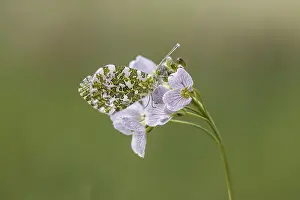 Orange Tip Butterfly Drucke: Anthocharis cardamines (Mannchen)