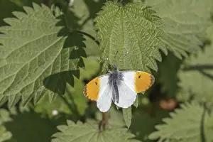 Orange Tip Butterfly Drucke: Anthocharis cardamines (Mannchen)