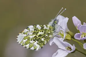 Orange Tip Butterfly Drucke: Anthocharis cardamines (Mannchen)