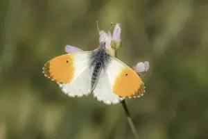 Orange Tip Butterfly Drucke: Anthocharis cardamines (Mannchen)