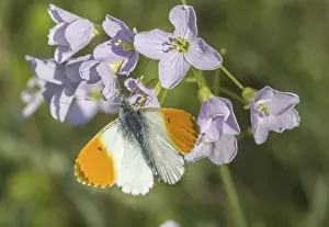 Orange Tip Butterfly Drucke: Anthocharis cardamines (Mannchen)