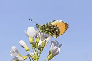 Orange Tip Butterfly Drucke: Anthocharis cardamines (Mannchen)
