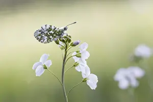 Orange Tip Butterfly Drucke: Anthocharis cardamines (Mannchen)