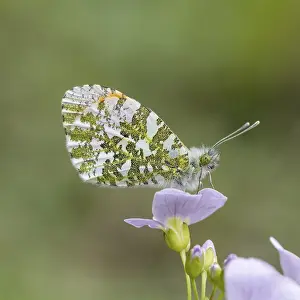 Drucke von Anthocharis cardamines (Männchen), Aurorafalter - Anthocharis cardamines, bekannt als Orangetipp, Orangetipp-Tagfalter (Männchentagfalter aus Deutschland) Anthocharis cardamines (Männchen) Orangenspitzen Drucke: Anthocharis cardamines (Männchen)