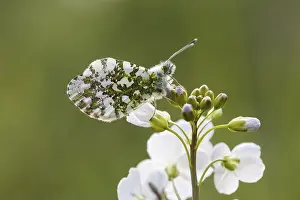 Orange Tip Butterfly Drucke: Anthocharis cardamines (Mannchen)