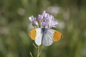 Orange Tip Butterfly Drucke: Anthocharis cardamines (Mannchen)