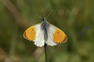 Orange Colored Lepidoptera Drucke: Anthocharis cardamines (Mannchen)