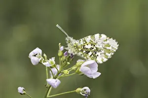 Orange Colored Lepidoptera Drucke: Anthocharis cardamines (Mannchen)