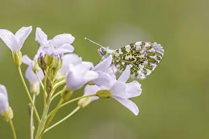 Orange Tip Butterfly Drucke: Anthocharis cardamines (Mannchen)