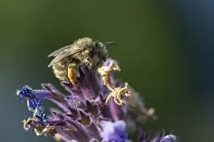 Natural Environment Insects Drucke: Anthophora acervorum, anthophora plumipes