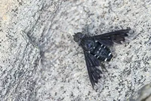 Flying Insect Photography Drucke: Anthrax anthrax, black bee fly