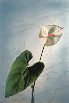 Solitary Flowering Plant Drucke: Anthurium in front of marble