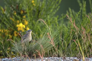 Drucke von Anthus campestris, Brachpieper, Brandenburg, Deutschland, Nabu, nationales Naturerbe, naturlicher Paradies Grunhaus, Tüpfelgrasmücke , post-mining Landschaft , Vögel , grünes Haus , männlich Anthus Drucke: Wiesenpieper
