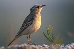 Drucke von Anthus campestris, Brachpieper, Brandenburg, Deutschland, Nabu, nationales Naturerbe, Naturparadies Grunhaus, Tannenpieper, Postabbau-Landschaft ,Vögel Verwandte Bilder Drucke: Austernbeermöwe, Feldpieper