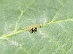 Deciduous Tree Pests Drucke: Ants that care for aphids cluster at close range on the leaf of a walnut tree