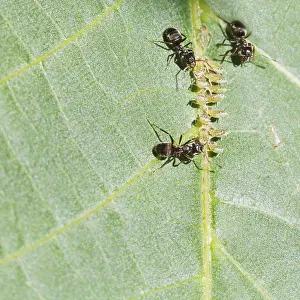 Close Up Wildlife Photography Drucke: Three ants that care for aphids group on the leaf of a walnut tree