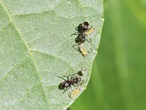 Drucke von Zwei Ameisen pflegen Aphiden auf der Blätter einer Walnuss Hemiptera Drucke: Zwei Ameisen pflegen Aphiden auf der Blatt einer Walnuss.
