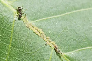 Deciduous Tree Wildlife Drucke: Ants graze aphids at close range on the leaf of a walnut tree