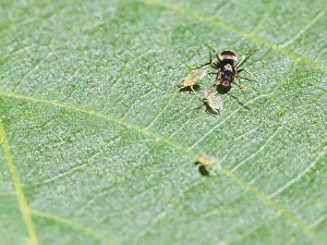 Ants Grazing Aphids Drucke: Ants graze a few aphids on the leaf of a walnut tree at close range