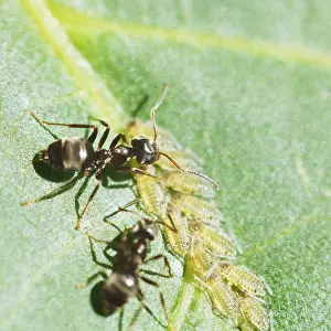 Drucke von Zwei Ameisen grasen Aphiden, die sich auf einem Walnussbaumblatt angesammelt haben, Nahansicht Hemiptera Drucke: Zwei Ameisen weiden Aphiden, die sich auf dem Blatt eines Walnussbaumes angesammelt haben.