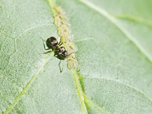 Deciduous Tree Pests Drucke: Ants grazing aphids, group on walnut tree leaf