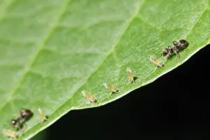 Drucke von Zwei Ameisen grasen einige Aphiden an der Blätter einer Walnuss am nächsten Hemiptera Drucke: Zwei Ameisen fressen einige Aphiden auf der Blatt einer Walnuss am nächsten.